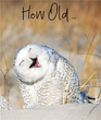 Greeting Card - Hope Your Birthday's a Hoot!